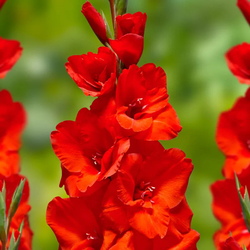 Gladiolus Red Bulbs - Pack Of 5