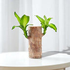 Brazilian Striped Lucky Wood - Live Plant