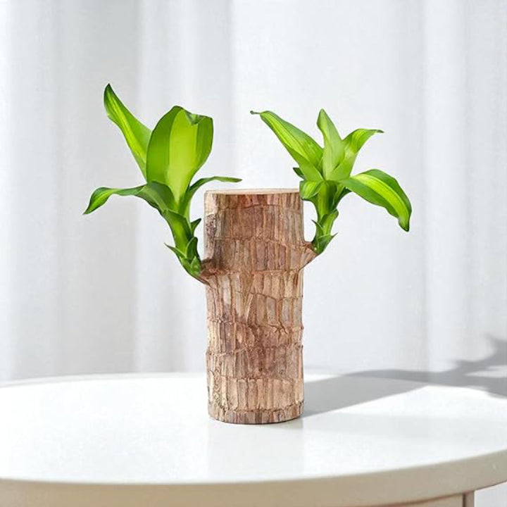 Brazilian Striped Lucky Wood - Live Plant
