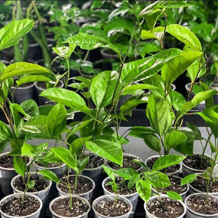 Passionfruit 'Golden Giant' - Live Plant