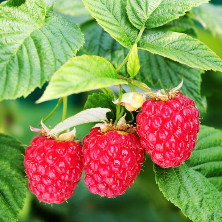 Ruby Raspberry 'Polka' Seeds - Pack of 50