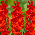 Gladiolus Red Bulbs - Pack Of 5