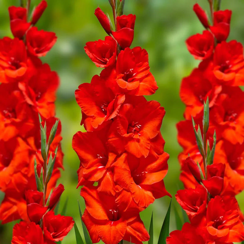 Gladiolus Red Bulbs - Pack Of 5