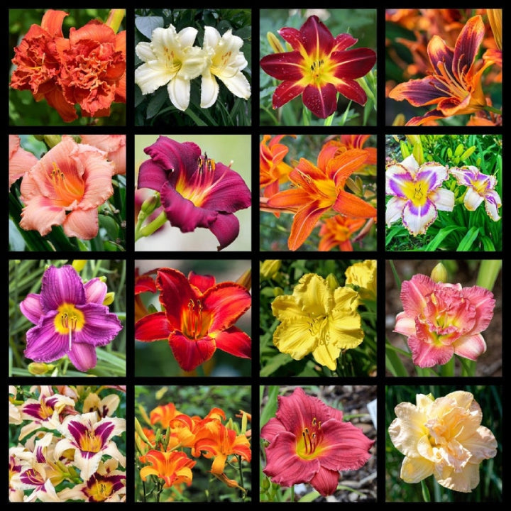Daylily Bulbs Multi Color - Pack Of 3
