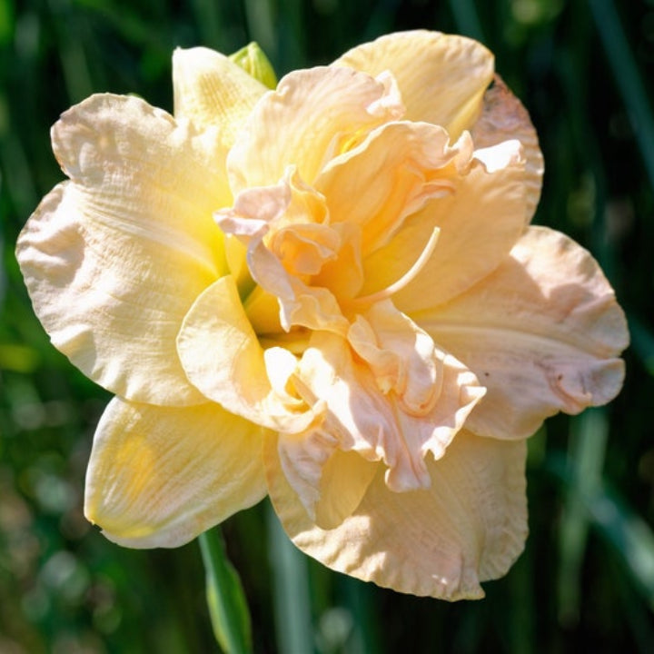 Daylily Bulbs Multi Color - Pack Of 3
