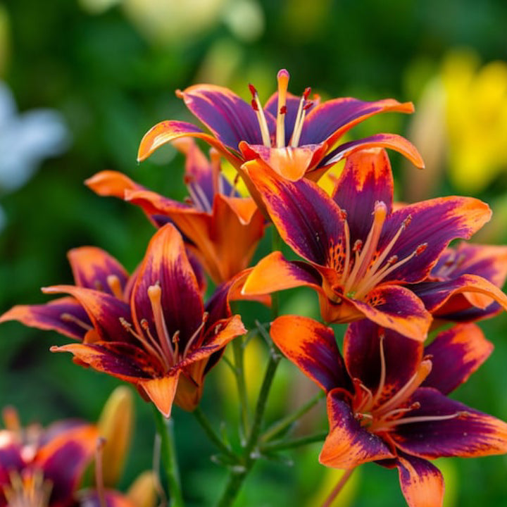 Daylily Bulbs Multi Color - Pack Of 3