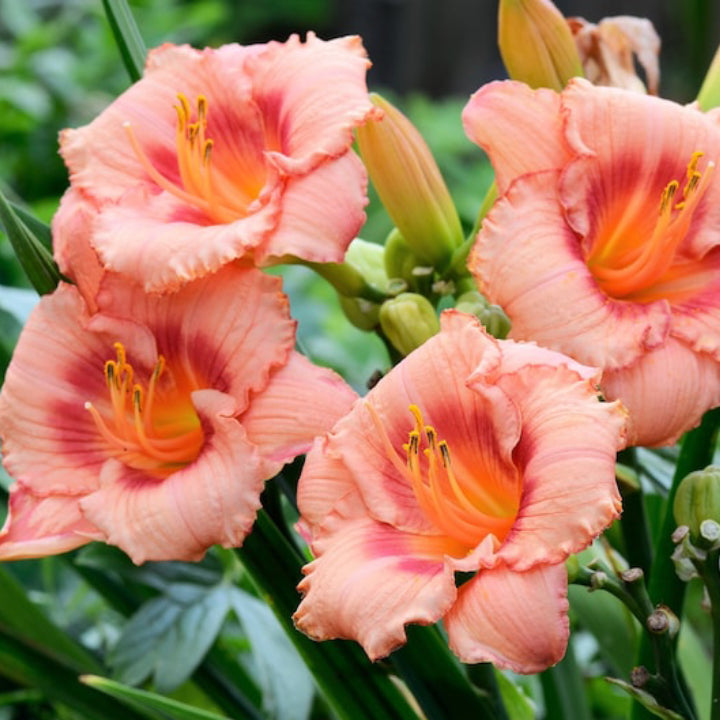 Daylily Bulbs Multi Color - Pack Of 3