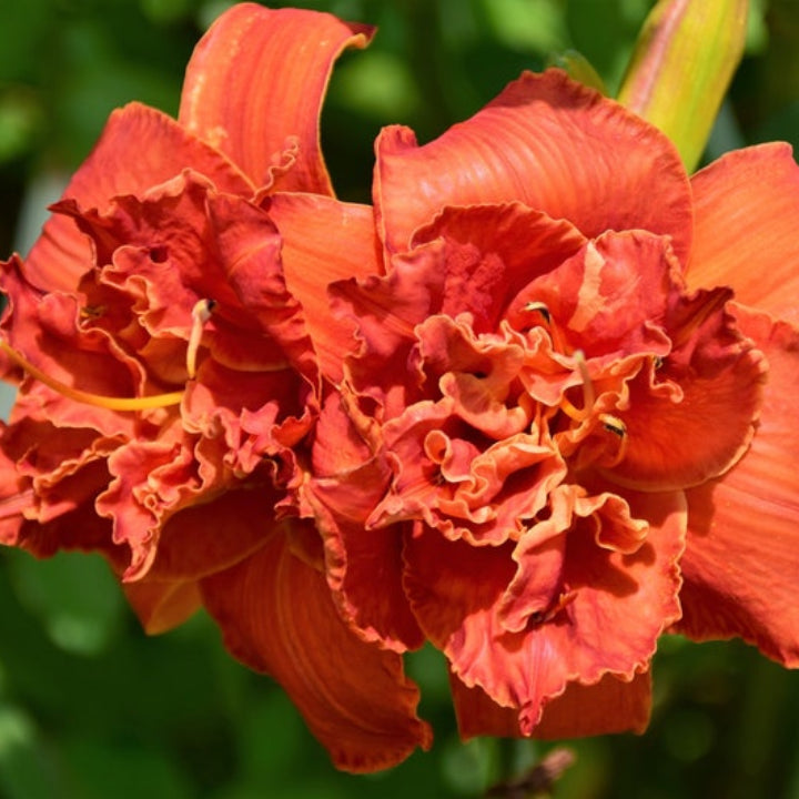 Daylily Bulbs Multi Color - Pack Of 3