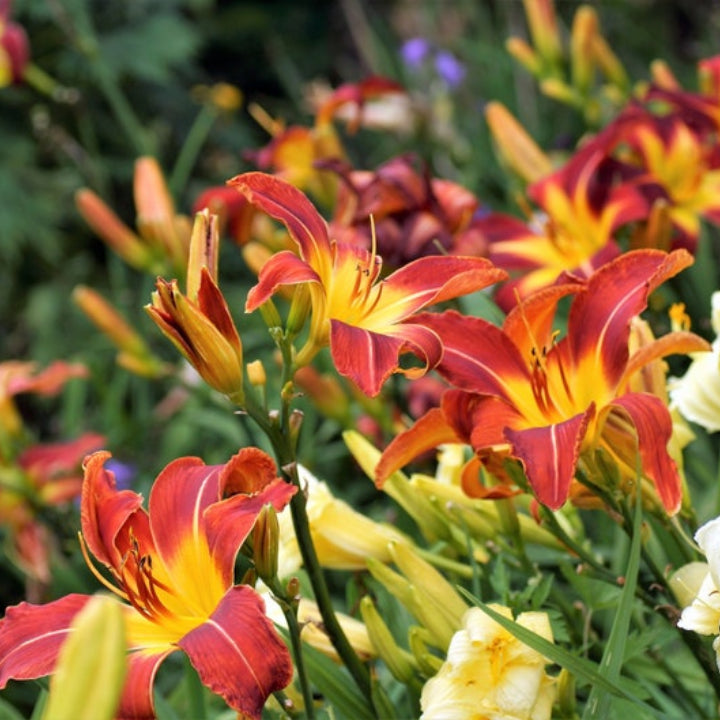Daylily Bulbs Multi Color - Pack Of 3