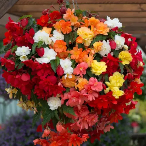 Begonia Hanging Mix Bulbs - Pack Of 3