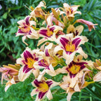 Daylily Bulbs Multi Color - Pack Of 3