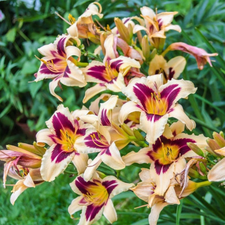 Daylily Bulbs Multi Color - Pack Of 3