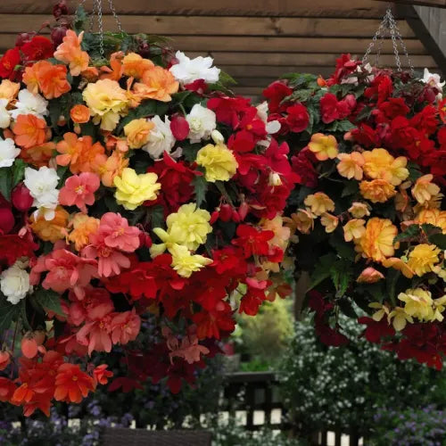 Begonia Hanging Mix Bulbs - Pack Of 3
