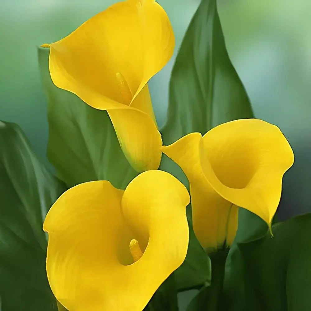 Calla Lily 'Yellow' Bulbs - Pack Of 3