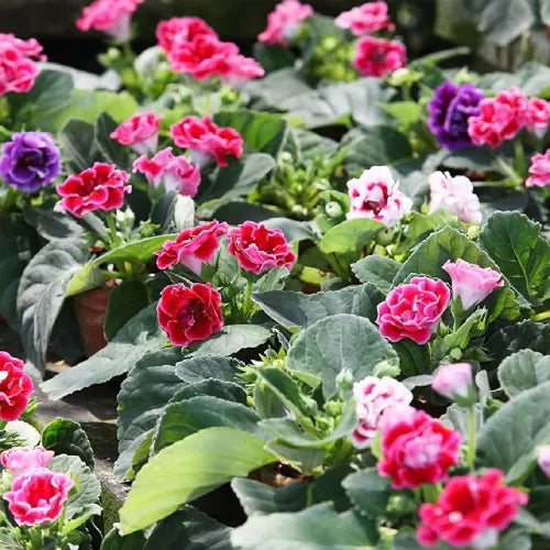 Gloxinia Bulbs Mix Color - Pack Of 4