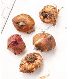Gladiolus Orange Bulbs - Pack Of 5