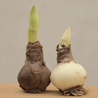 Rare Amaryllis Bulbs Mixed Colors | Buy 1 Get 1 Free