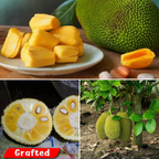 Jackfruit - Vietnam Super Early - Fruit Plant