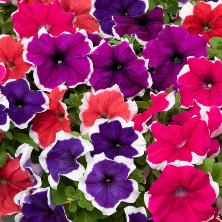 Petunia 'Hybrid' Mix Seeds - Pack Of 100