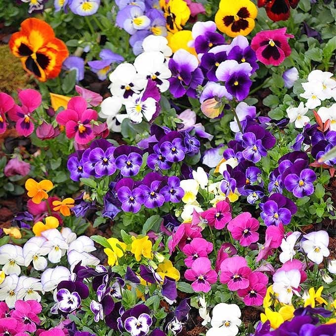 Pansy 'Delta' Mixed Seeds - Pack Of 100
