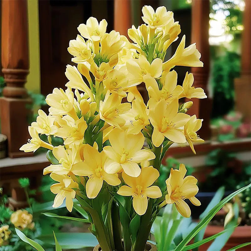 Easy Bloom Rajnigandha Bulbs | Pack of 10 Bulbs