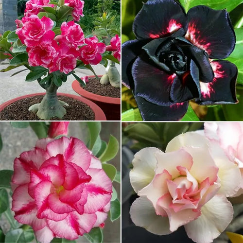 Adenium Bonsai Seeds Combo | Pack Of 10