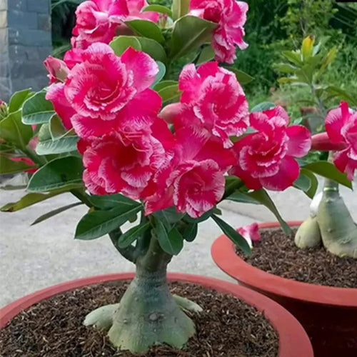 Adenium Bonsai Seeds Combo | Pack Of 10