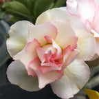 Adenium Bonsai Seeds Combo | Pack Of 10