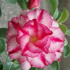 Adenium Bonsai Seeds Combo | Pack Of 10
