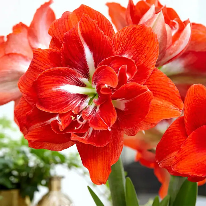 Amaryllis Lily Orange Bulb (Vastu Friendly) | Buy 2 Get 1 Free + Free Growth Booster!