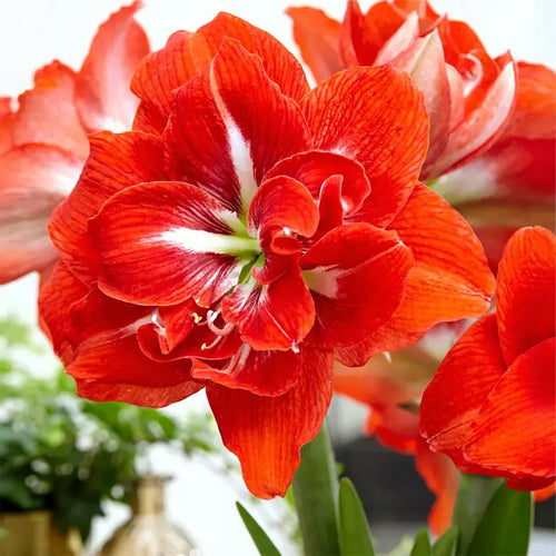 Amaryllis Lily Orange Bulb (Vastu Friendly) | Buy 1 Get 1 Free