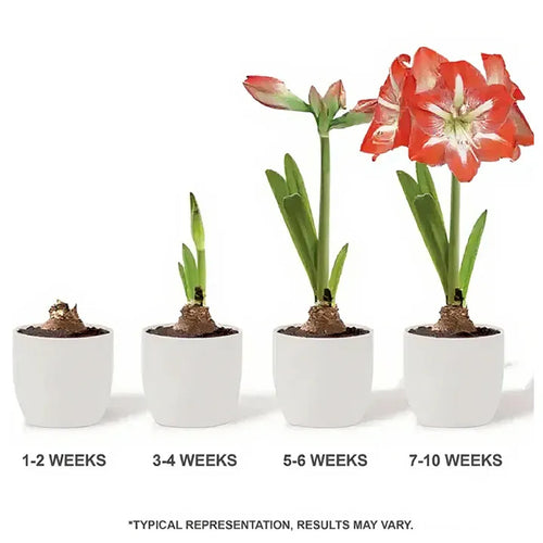Amaryllis Lily Orange Bulb (Vastu Friendly) | Buy 2 Get 1 Free + Free Growth Booster!