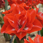 Amaryllis Lily Orange Bulb (Vastu Friendly) | Buy 2 Get 1 Free + Free Growth Booster!