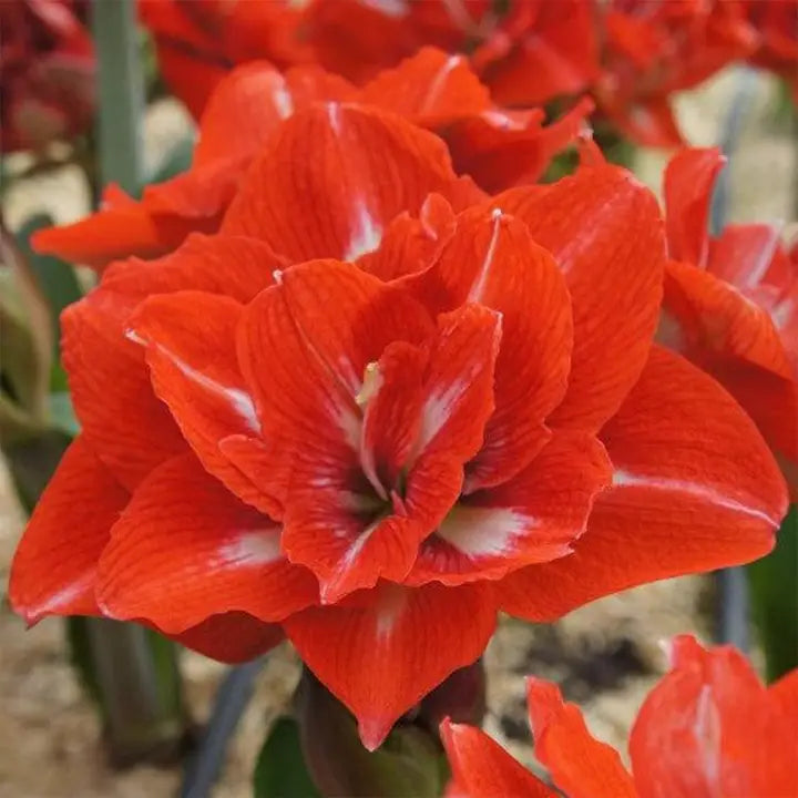 Amaryllis Lily Orange Bulb (Vastu Friendly) | Buy 2 Get 1 Free + Free Growth Booster!