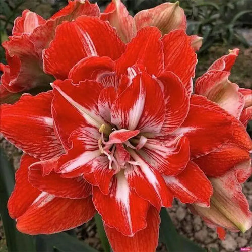 Amaryllis Lily Orange Bulb (Vastu Friendly) | Buy 1 Get 1 Free