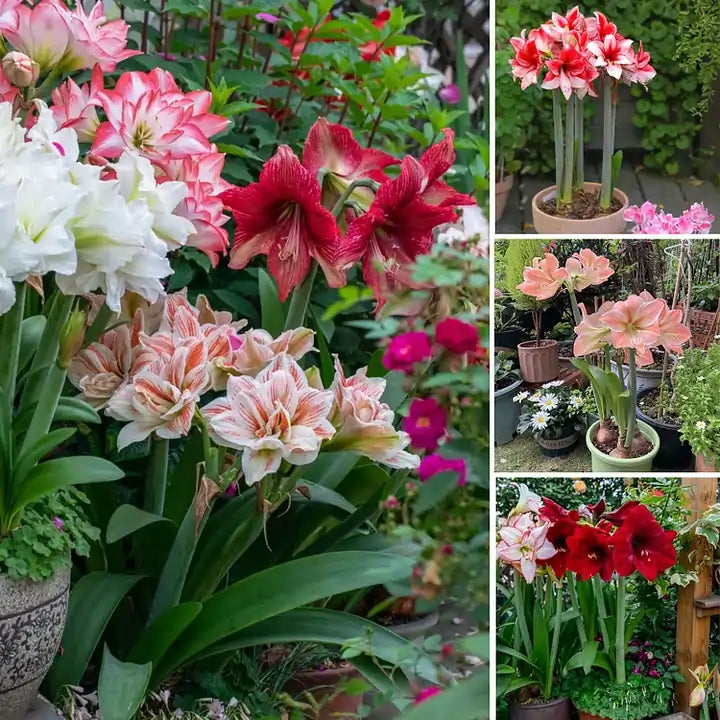 Rare Amaryllis Bulbs Mixed Colors | Buy 1 Get 1 Free