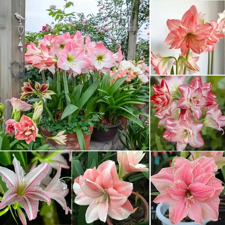 Rare Amaryllis Bulbs Mixed Colors | Buy 1 Get 1 Free