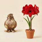 Imported 'Double King' Amaryllis (Jumbo Bulb) - The "Velvet Rose" Edition