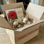 Imported 'Double King' Amaryllis (Jumbo Bulb) - The "Velvet Rose" Edition