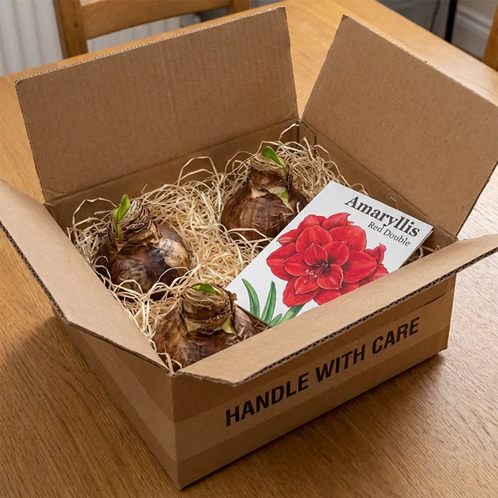 Imported 'Double King' Amaryllis (Jumbo Bulb) - The "Velvet Rose" Edition