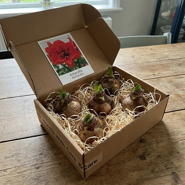 Imported 'Double King' Amaryllis (Jumbo Bulb) - The "Velvet Rose" Edition