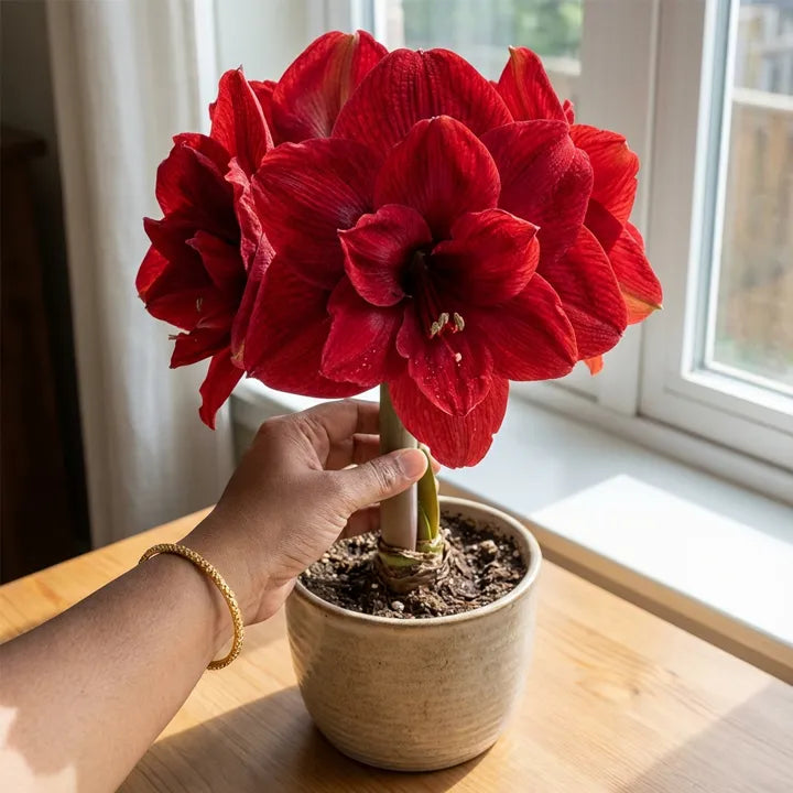 Imported 'Double King' Amaryllis (Jumbo Bulb) - The "Velvet Rose" Edition