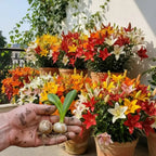 The '5-Star Hotel' Lily Hack: Get Priya's 'Perpetual Bloom' Bulbs (Buy 1 Get 1 Free)