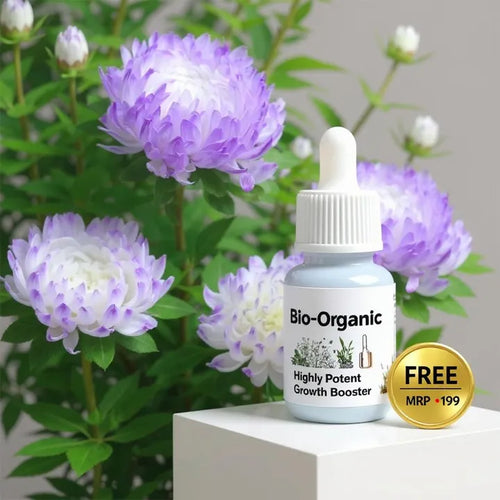 Aster 'Duchess Blue Ice' + FREE Growth Booster