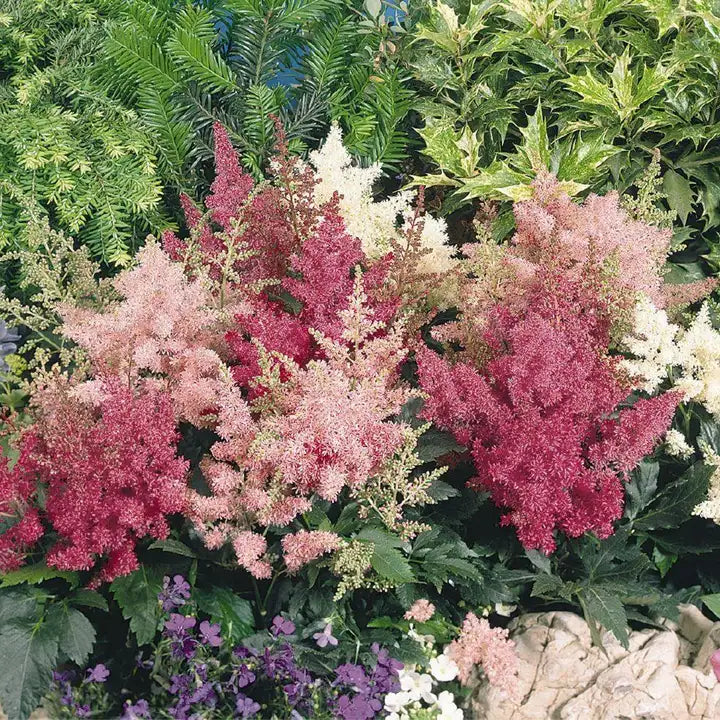 Astilbe Astary Mix Seeds - Pack of 20