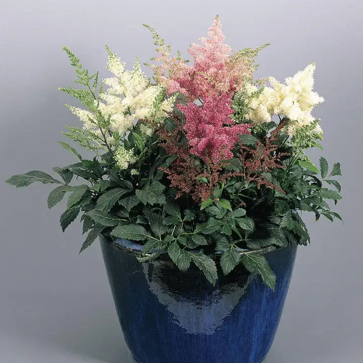 Astilbe Astary Mix Seeds - Pack of 20