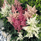 Astilbe Astary Mix Seeds - Pack of 20