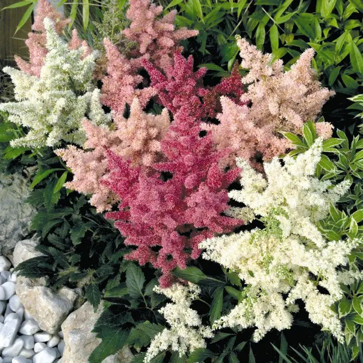 Astilbe Astary Mix Seeds - Pack of 20