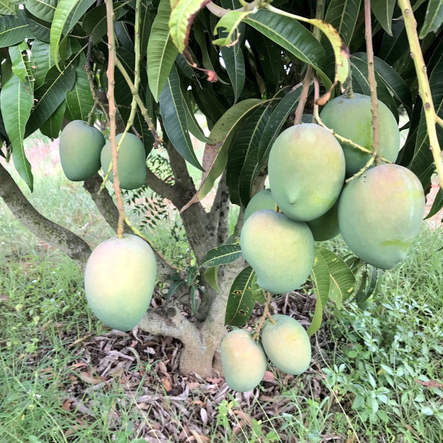Mango - Benganapalle - Fruit Plant