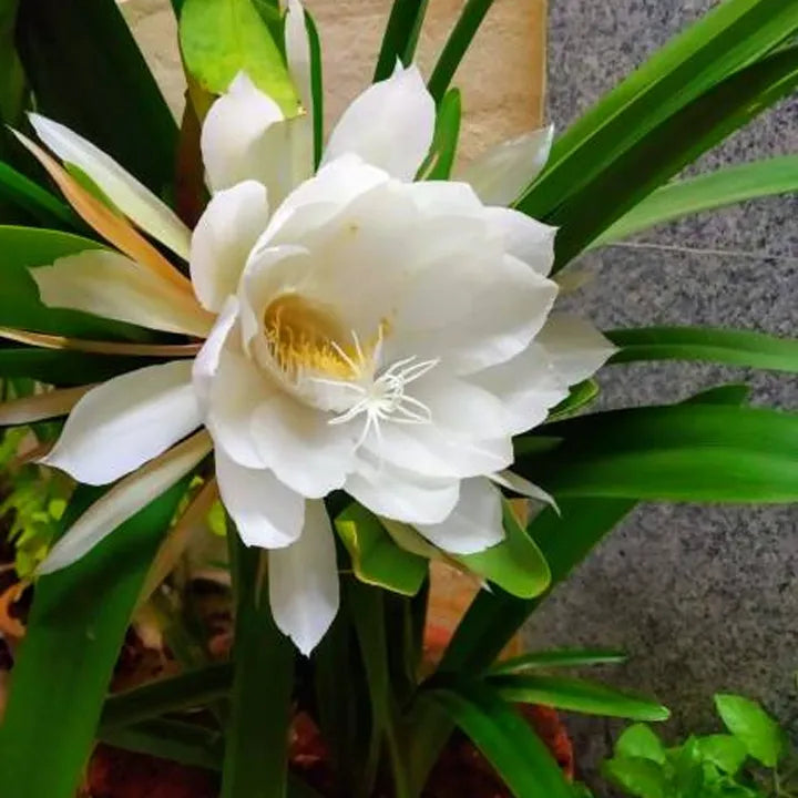 Brahma Kamal - Live Plant